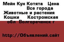 Мейн Кун Котята › Цена ­ 15 000 - Все города Животные и растения » Кошки   . Костромская обл.,Волгореченск г.
